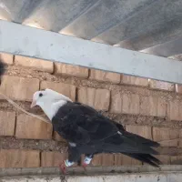 دو عدد کبوتر نر