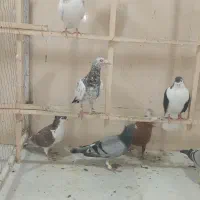 کبوتر قلدور بومب