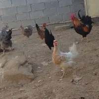 منصوره علیا