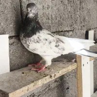 کفتر شیخی ماده وطوقی ماده