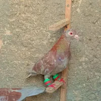 یک چخ کفتر بومب