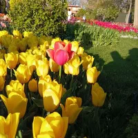 زمین باغی