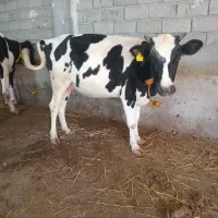 گاو‌ابستن