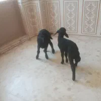 بره شیری اصل سیاه