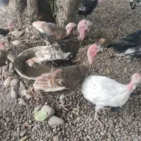بوقلمون