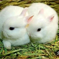 بچه خرگوش ناز