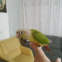 پرنده