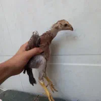 جوجه لاری و قناری ماده