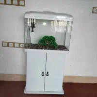 آکواریوم نو نو