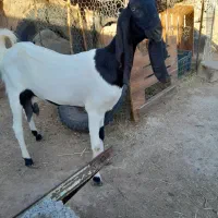 بز پاکستانی