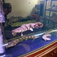 ماهی آکواریوم