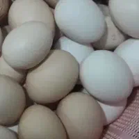 تخم مرغ بومی