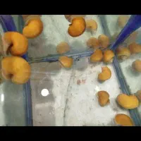 عرضه ماهی گوپی وحلزون سیب و گیاه خز کریسمس|ماهی|شیراز, شهرک مهدیه|دیوار