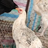 مرغ  لاری زیر مرغی کرچ شو