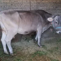 گاو شیری و گوساله ماده ۶ ماهه