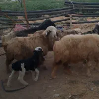 میش بختیاری جوان