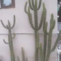 گل کاکتوس سک و نیم متری ..قشنگ و زیبا و خار دار.