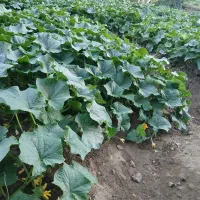 خیار تازه و ارگانیک  و خیارشور با بطری