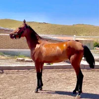 کره مادیان فروشی