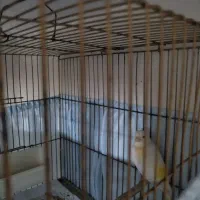 قناری ماده آماده