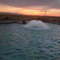 بچه ماهی قزل آلا