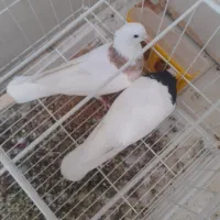 کبوتر توق قرمز و توق سیاه
