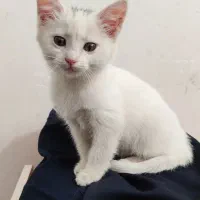 گربه|گربه|خوی, |دیوار