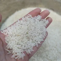 برنج هاشمی آستانه مستقیم از کشاورز