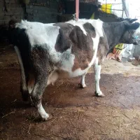 گاو|حیوانات مزرعه|خان ببین, |دیوار