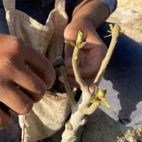 پیوند زنی