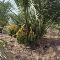 نهال انبه وپاجوش نخل