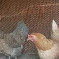 مرغ و خروس برهما محلی