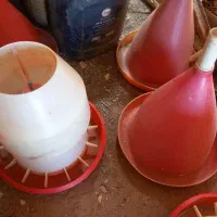 دون خوری و آب خوری مرغ