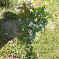 راهنمایی میکنم