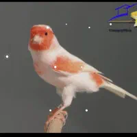 قناری نر مست  .