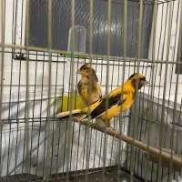 قناری نر بخون ماده