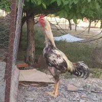 خروس لاری صابونی اصیل
