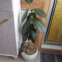 گل طبیعی