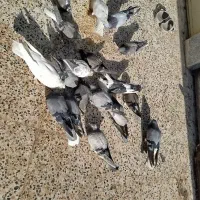 کبوتر اصفهانی