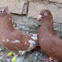 حیون پرشی ر ن  گ ی