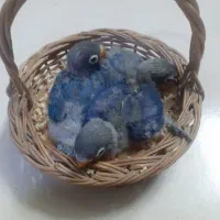 کوتوله فیشر