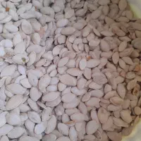 تخمه کدو امساله