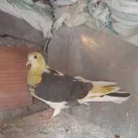 کبوتر یا کفتر غریب گیری