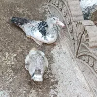 فروش اردک روسی