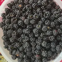 تمشک تازه چین