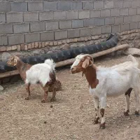 بز شیرده