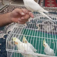 عروس هلندی