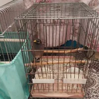 مرغ مینا سخنگو