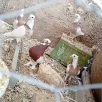 کبوتر