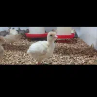 جوجه بوقلمون بیوتی